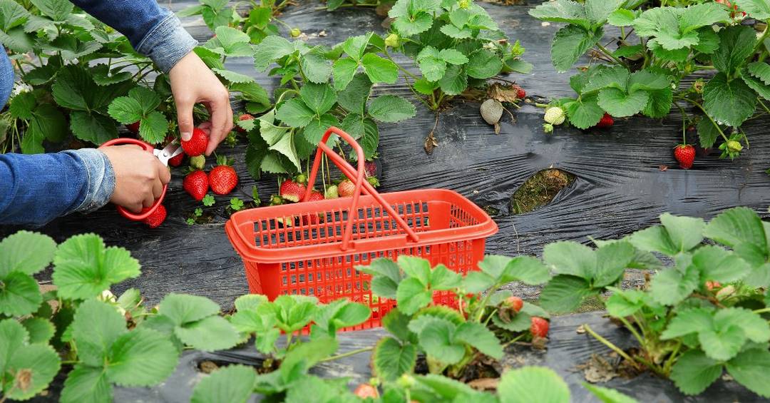 gruppenevents erdbeerfeld