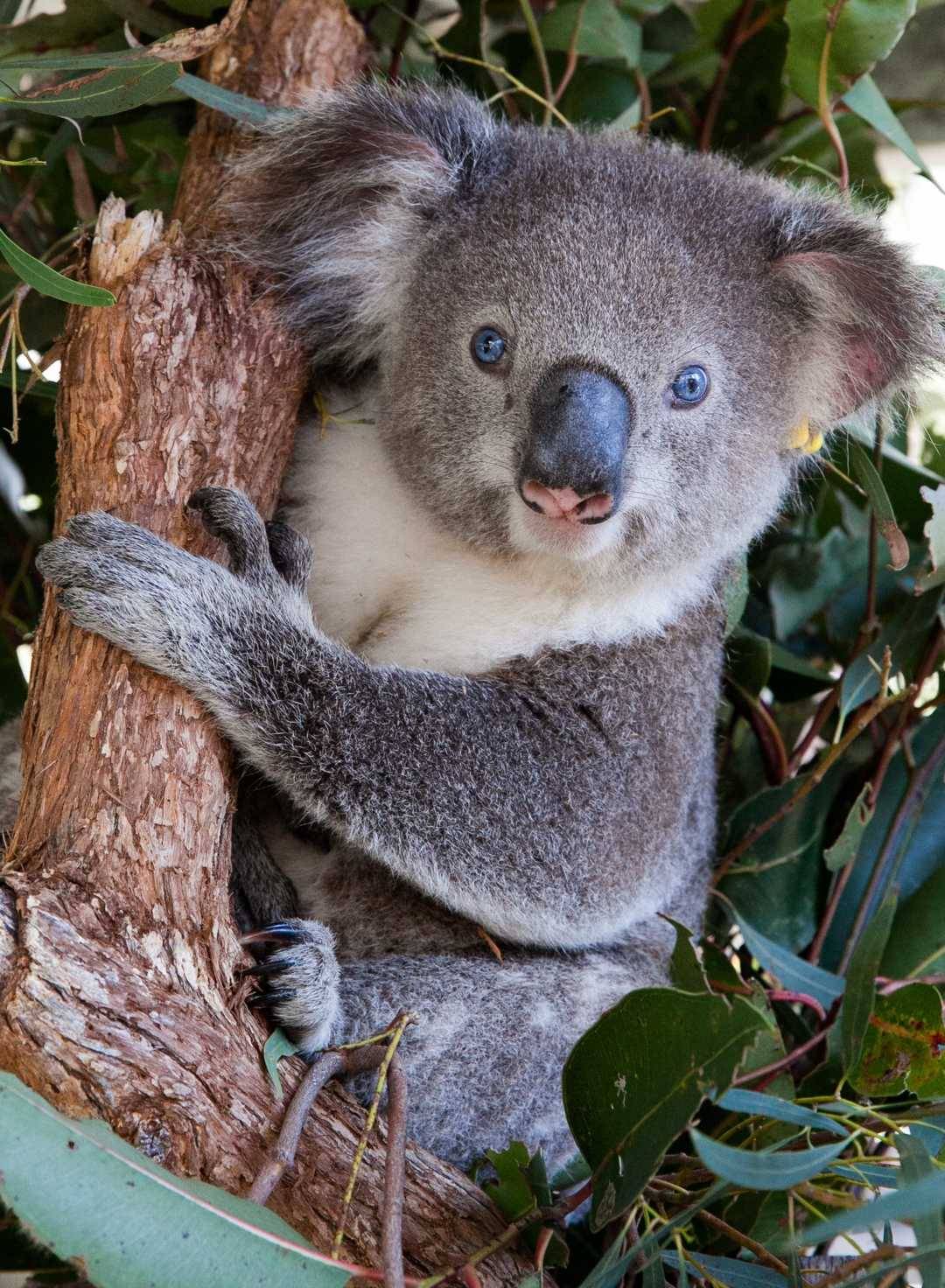 Neuzugang bei den Stickerstars